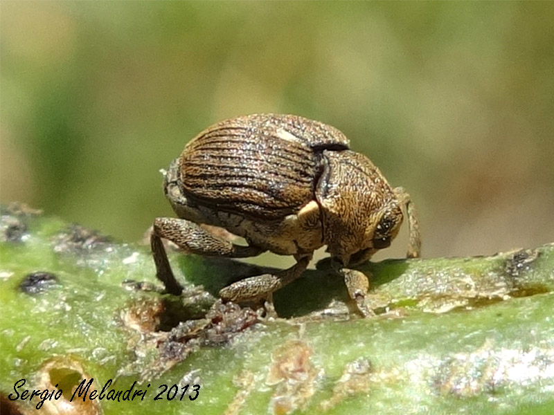 Quale Curculionidae ? - Mononychus punctumalbum